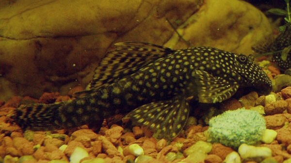 Ancistrus2.jpg