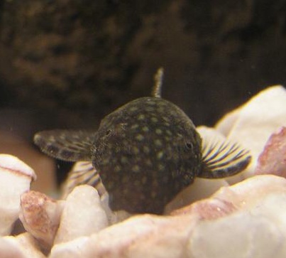 Ancistrus3.jpg
