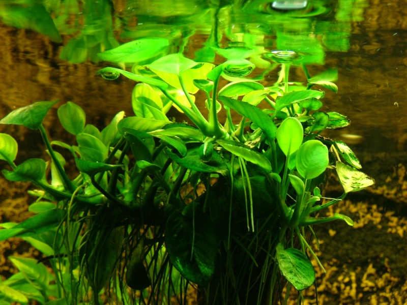 DSCF003611.jpg